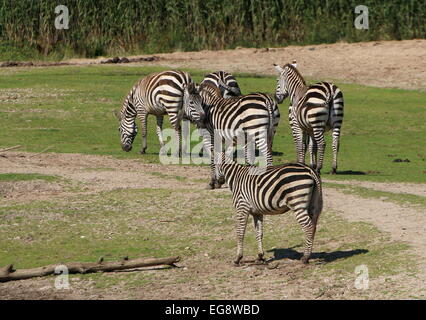 Gruppo di 5 Grant's zebre (Equus quagga boehmi) Foto Stock