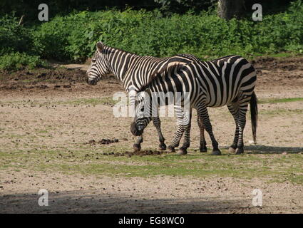 Due pascolare Grant's zebre (Equus quagga boehmi) Foto Stock