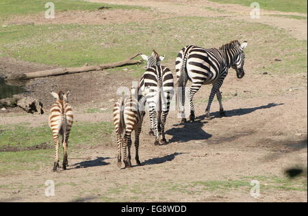 Gruppo di Grant's zebre (Equus quagga boehmi), due animali maturi e due giovani puledri Foto Stock