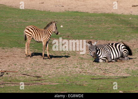 Coppia Grant's zebra (Equus quagga boehmi) laminazione sulla sua schiena e prendendo un bagno di polvere, giovane puledro in attesa Foto Stock