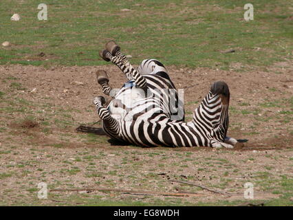 Maschio maturo Grant's zebra (Equus quagga boehmi) laminazione sulla sua schiena e prendere un bagno di polvere Foto Stock