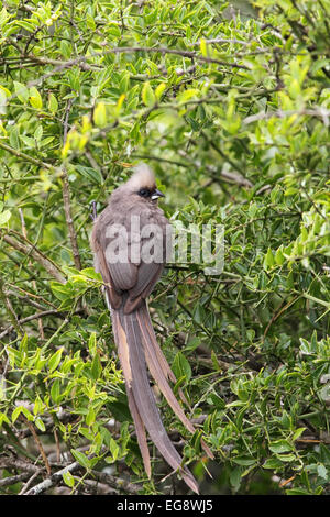 Chiazzato Mousebird (Colius striatus) seduto in una boccola nel Amakhala Game Reserve, Capo orientale, Sud Africa. Foto Stock