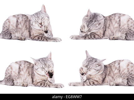 Grigio tabby cat ritratto europeo Foto Stock