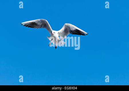 Volare a testa nera (gabbiano Chroicocephalus ridibundus), Germania, Europa Foto Stock