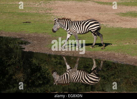 Solitario Grant's zebra (Equus quagga boehmi) in corrispondenza di un luogo di irrigazione, riflessa nell'acqua Foto Stock