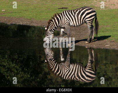 Solitario Grant's zebra (Equus quagga boehmi) bere in un luogo di irrigazione, riflessa nell'acqua Foto Stock
