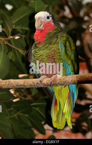 Amazon cubano Parrot, a.k.a. Rose-throated Parrot (Amazona leucocephala) appollaiate su un ramo Foto Stock