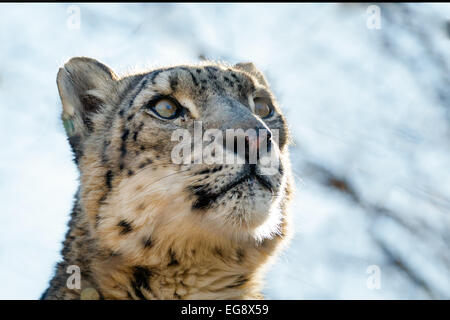 Un snow leopard pone minacciosamente per un ritratto in lo zoo di Oklahoma City Foto Stock