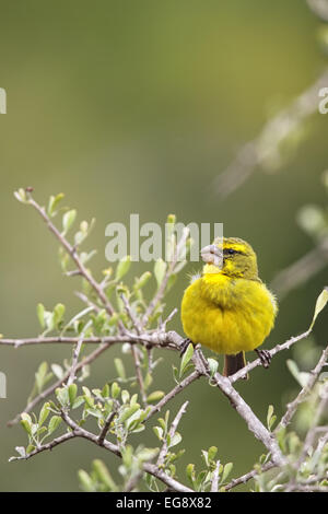 Brimstone Canary (Serinus sulfuratus) seduto in una boccola nel Amakhala Game Reserve, Capo orientale, Sud Africa. Foto Stock