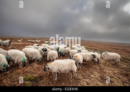 Agricoltore Swaledale alimentazione pecore con sacco supplementari di alimentazione di cob Goathland North Yorkshire Moors Foto Stock