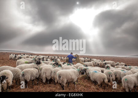 Agricoltore Swaledale alimentazione pecore con fieno complementare Goathland North Yorkshire Moors Foto Stock