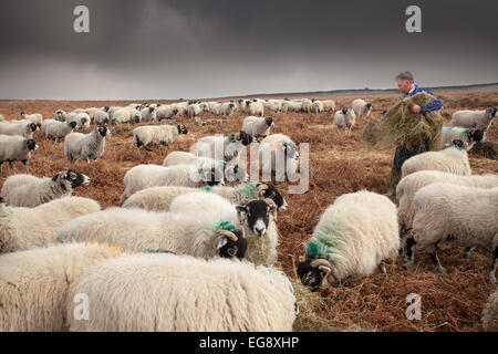 Agricoltore Swaledale alimentazione pecore con fieno complementare Goathland North Yorkshire Moors Foto Stock