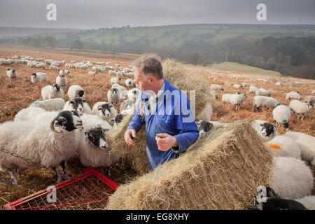 Agricoltore Swaledale alimentazione pecore con fieno complementare Goathland North Yorkshire Moors Foto Stock