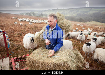 Agricoltore Swaledale alimentazione pecore con fieno complementare Goathland North Yorkshire Moors Foto Stock