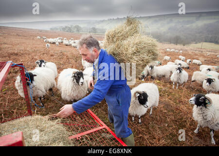 Agricoltore Swaledale alimentazione pecore con fieno complementare Goathland North Yorkshire Moors Foto Stock