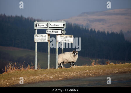 Un Swaledale pecora con cartello stradale vicino a Goathland North York Moors REGNO UNITO Foto Stock