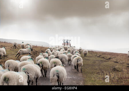 Pecore in seguito agricoltore che darà supplementare alimentazione a Swaledale pecore in inverno primavera sulla North York Moors. Foto Stock