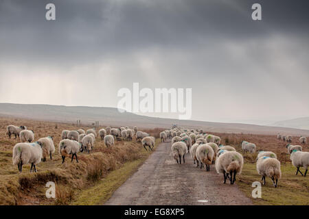 Pecore in seguito agricoltore che darà supplementare alimentazione a Swaledale pecore in inverno primavera sulla North York Moors. Foto Stock