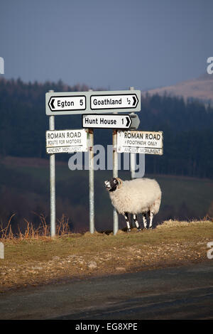 Una pecora Swaledale graffiare stesso sul cartello stradale vicino a Goathland North York Moors REGNO UNITO Foto Stock