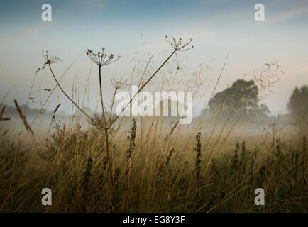 Misty prato in Herefordshire in tarda estate alba Foto Stock