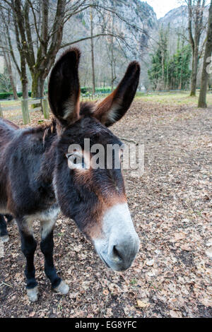 Testa di asino bianco con il naso e le orecchie grandi close-up Foto Stock