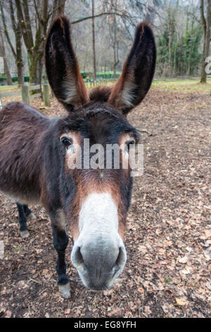 Testa di asino bianco con il naso e le orecchie grandi close-up Foto Stock