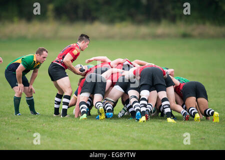 Rugby, scrum metà in azione. Foto Stock