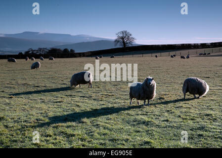 Gregge di ovini in bright sole di mattina nel Galles (Parco Nazionale di Brecon Beacons) Foto Stock