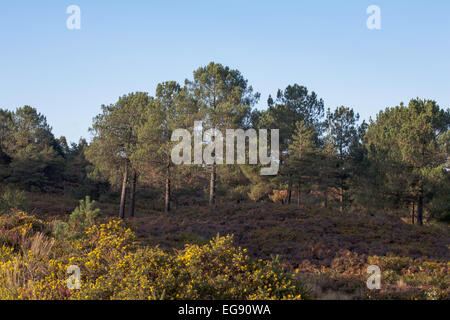 Foresta di pino silvestre alberi cui Canford Heath Poole Dorset Inghilterra Foto Stock