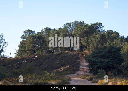 Foresta di pino silvestre alberi cui Canford Heath Poole Dorset Inghilterra Foto Stock