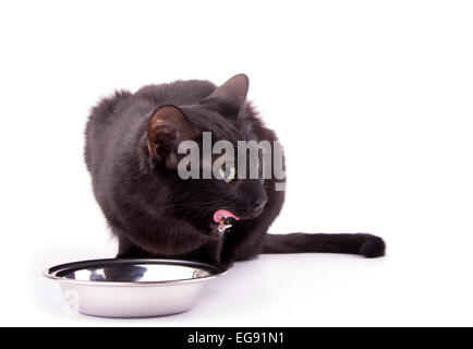 Gatto nero leccare le sue labbra dopo aver mangiato il suo cibo, su bianco Foto Stock