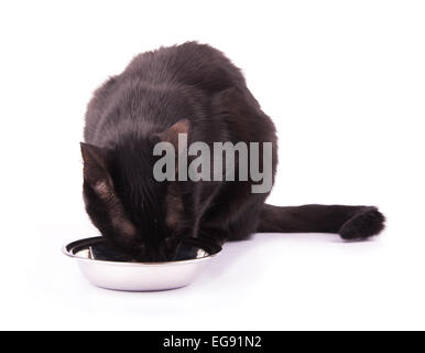 Gatto nero mangiare dal suo colore argento ciotola, su bianco Foto Stock