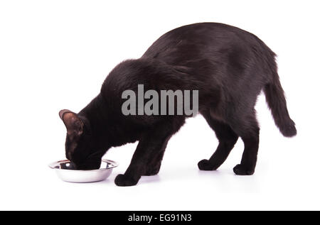 Simpatico gatto nero di mangiare mentre in piedi, su bianco Foto Stock