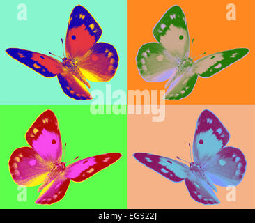 Dark offuscato giallo (Colias croceus) in volo isolati su sfondo bianco Foto Stock