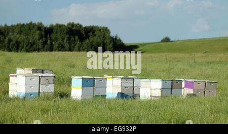 Righe di alveari in estate il sole. Foto Stock