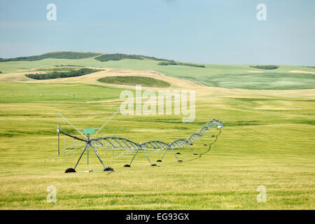 Un perno centrale di irrigazione sprinkler di un campo di grano Foto Stock