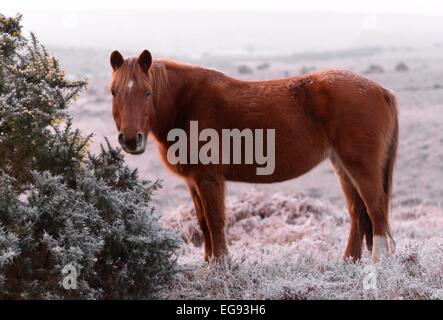 Pony di New Forest che pascolano su cespugli di gorse ghiacciati in inverno, gennaio, Hampshire, Regno Unito Foto Stock