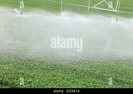 Vista da vicino di una testina sprinkler agricola ad alta tecnologia che innaffia i raccolti agricoli. Foto Stock