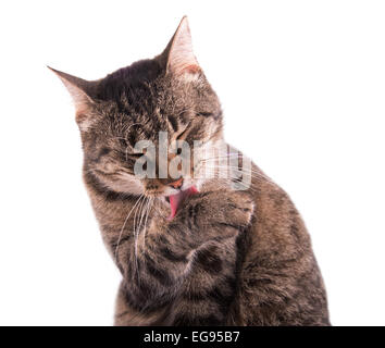 Tabby cat toelettatura stessa, su sfondo bianco Foto Stock
