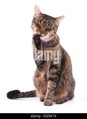 Brown tabby cat leccare la sua zampata Foto Stock
