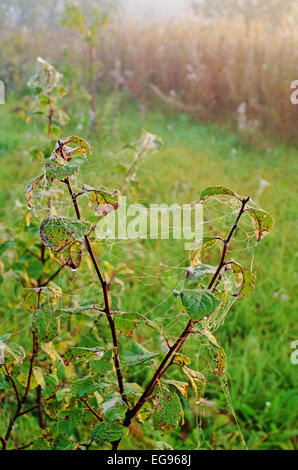 Giardino d'autunno in mattinata con spider web. Foto Stock