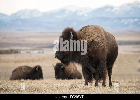 Una femmina grande bison in piedi in un campo con altri due bison in background. Foto Stock