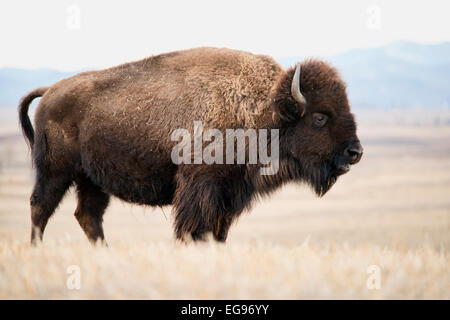 Una femmina grande bison in piedi in un campo. Foto Stock