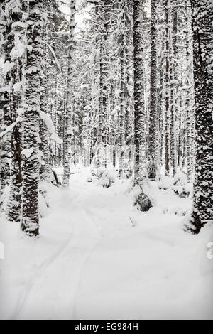 Percorso di slitta nella neve attraverso un abete e la cicuta della foresta nel sud-est in Alaska. Foto Stock