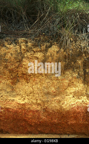 Profilo del suolo Ultisol in un ecosistema savanna di pino tropicale che mostra orizzonti A e B in Belize Foto Stock