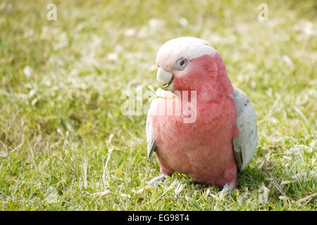 Ritratto di un Galah (un tipo di cacatua) Foto Stock