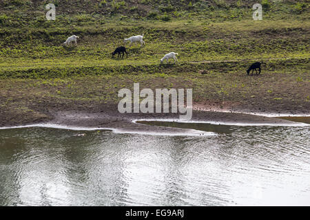 Sivasagar, Assam, India. Xx Febbraio 2015. Il bestiame pascola presso la banca di fiume Disang, un affluente del Brahmaputra in un villaggio nel distretto di Sivasagar del nord-est Assam del 20 febbraio. 2015. © Luit Chaliha/ZUMA filo/ZUMAPRESS.com/Alamy Live News Foto Stock