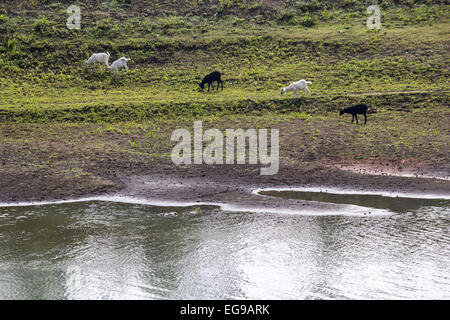 Sivasagar, Assam, India. Xx Febbraio 2015. Il bestiame pascola presso la banca di fiume Disang, un affluente del Brahmaputra in un villaggio nel distretto di Sivasagar del nord-est Assam del 20 febbraio. 2015. © Luit Chaliha/ZUMA filo/ZUMAPRESS.com/Alamy Live News Foto Stock