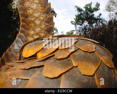 Long-tailed Pangolin (Uromanis tetradactyla) dispiegarsi stesso dalla posizione di protezione, in prossimità delle scale, Lokoue Bai. Odzala-Ko Foto Stock