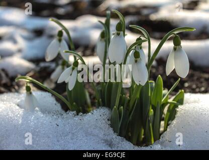 Fiori di Primavera - snowdrop nella luce del sole Foto Stock